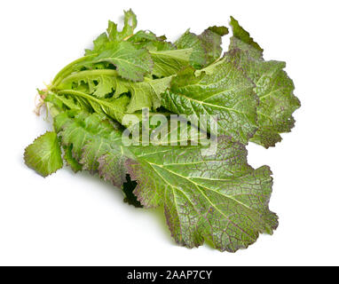 Feuilles de moutarde. Hybride pour les salades. Isolé sur fond blanc Banque D'Images