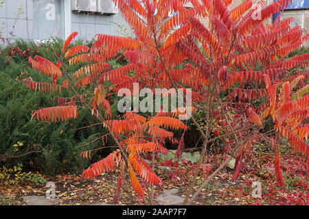 Feuilles aux couleurs automnales de sumac Rhus typhina Banque D'Images