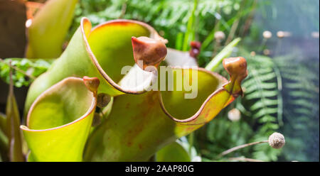 Heliamphora heterodoxa pitcher (soleil). Marsh sarracénie pourpre. Il est l'un des rares plantes qui sont carnivores rendant très unique dans l'usine king Banque D'Images