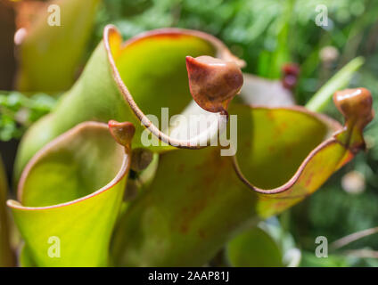 Heliamphora heterodoxa pitcher (soleil). Marsh sarracénie pourpre. Il est l'un des rares plantes qui sont carnivores rendant très unique dans l'usine king Banque D'Images