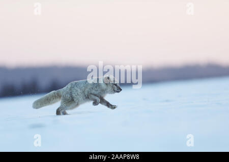 Renard polaire blanc tournant dans l'habitat, paysage d'hiver - Vulpes lagopus Banque D'Images