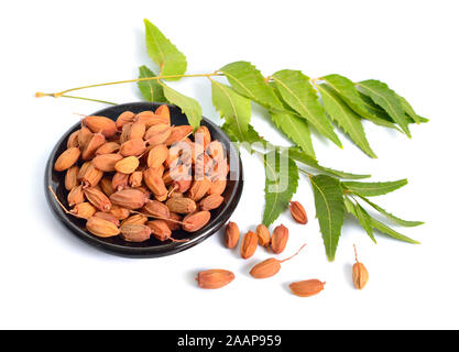 Azadirachta indica, communément connu sous le nom de neem, nimtree ou indienne lilas. Les fruits avec les feuilles. Isolé Banque D'Images