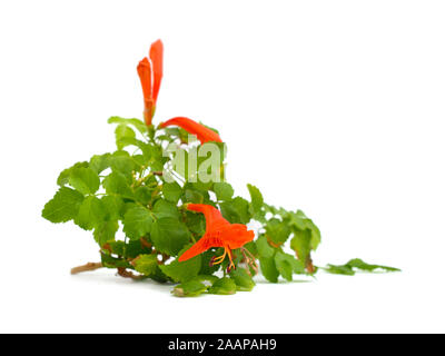 Tecoma capensis, nom commun Cape chèvrefeuille. Isolated on white Banque D'Images