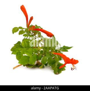 Tecoma capensis, nom commun Cape chèvrefeuille. Isolated on white Banque D'Images