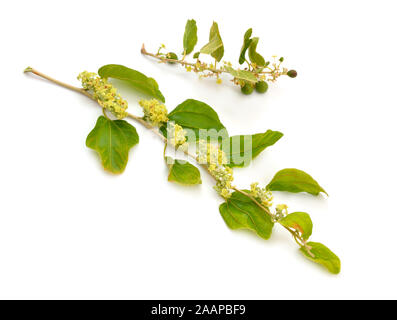 Ziziphus spina-christi, connu comme le jujubier épine du Christ. Twig avec fleurs et fruits. Isolées. Banque D'Images