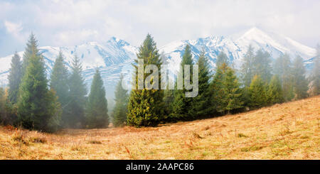 Sapins sur la colline herbeuse sur matin brumeux. enneigés des hautes tatras ridge au loin. merveilleux décor de l'automne. nature mystérieuse backgrou Banque D'Images