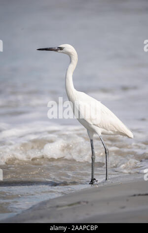 Une aigrette rougeâtre (juvénile) marcher le long de la plage à la recherche de nourriture. Banque D'Images