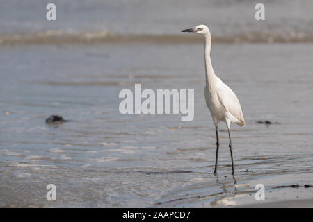 Une aigrette rougeâtre (juvénile) marcher le long de la plage à la recherche de nourriture. Banque D'Images