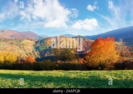 Bel après-midi d'automne dans les montagnes. beau temps magnifique ciel. amazing nature fond d'arbres à feuillage coloré sur le vert gra Banque D'Images