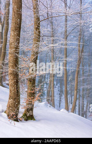 Paysage nature hiver magique le matin. merveilleux temps de brouillard dans les forêts primaires de hêtres des Carpates. arbres sans feuilles dans le givre. Banque D'Images