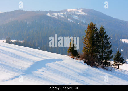 Conte d'hiver dans les montagnes des Carpates. paysages étonnant de borzhava ridge. forêt de sapins sur les collines. ensoleillé avec un peu de brume dans l'air Banque D'Images