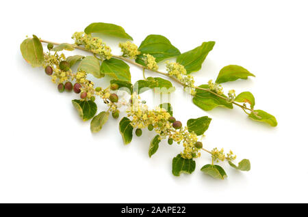 Ziziphus spina-christi, connu comme le jujubier épine du Christ. Twig avec fleurs et fruits. Isolées. Banque D'Images