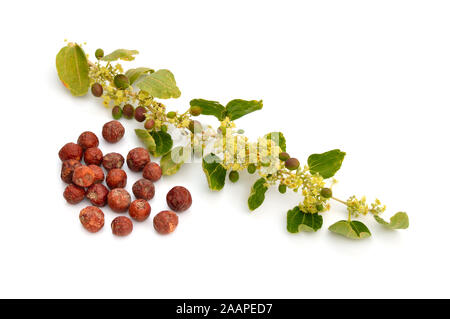 Ziziphus spina-christi, connu comme le jujubier épine du Christ. Twig avec fleurs et fruits. Isolées. Banque D'Images