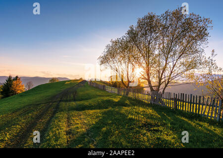 Campagne des Carpates au coucher du soleil au printemps. beau paysage rural avec l'arbre par la route le long de la voie de terre. collines herbeuses. Banque D'Images