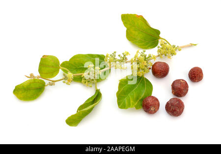 Ziziphus spina-christi, connu comme le jujubier épine du Christ. Twig avec fleurs et fruits. Isolées. Banque D'Images