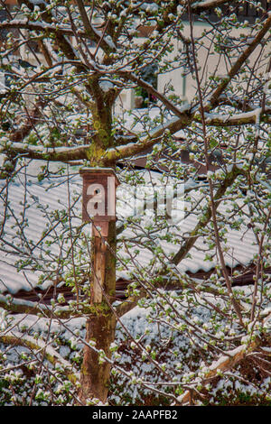 Avec de la neige de printemps ! La neige blanche Pâques couvrant les nouvelles feuilles vertes et fleurs au début d'un pommier avec une maison d'oiseau Banque D'Images
