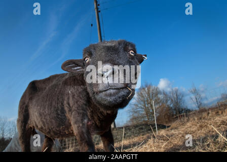 Nouvelle cisaillé moutons dans la nature Banque D'Images