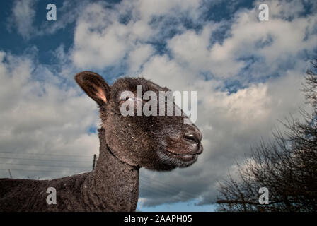 Nouvelle cisaillé moutons dans la nature Banque D'Images