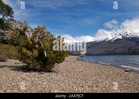 Parc national Los Alerces, près de Trevelin, Chubut, Argentine, Patagonie. Banque D'Images