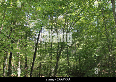 Un vaste paysage forestier sur le sentier en direction de Sal's William B. Umstead State Park, Raleigh (Caroline du Nord, USA Banque D'Images