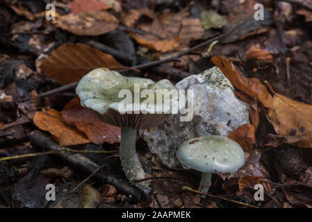 Anis : champignon (Cap) L'odora Clitocybe Banque D'Images