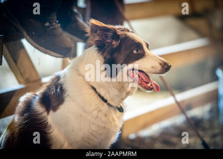 Border Collie assis patiemment , Bingley, Yorkshire, UK Banque D'Images