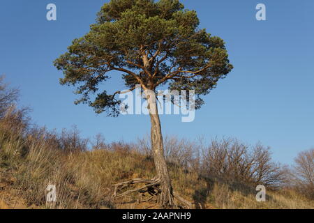 Pin solitaire avec des racines sur le haut de la falaise de sable sur la rive de la Volga russe Banque D'Images