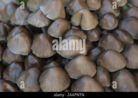 Champignon : Groupe d'un Coprinus sp Banque D'Images