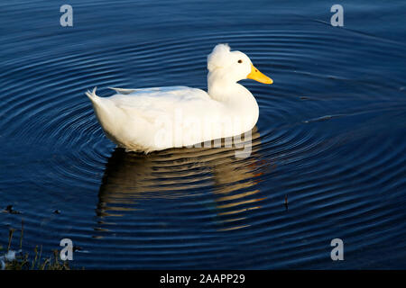 Canard à crête blanche ; la natation, l'oiseau ; la faune ; animal ; rides ovale, motion, réflexion, Grand Lac, City Park, New Orleans, LA, USA ; automne ; horiz Banque D'Images