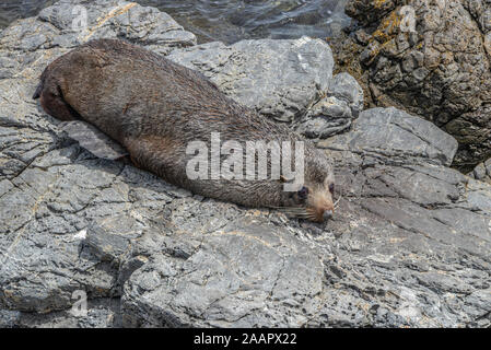 New Zealand Fur Seal Rocks sur relaxant Banque D'Images