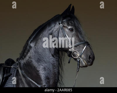 Frison noir saddle horse portrait contre dark barn stables Banque D'Images