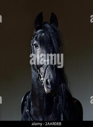 Frison noir saddle horse portrait contre dark barn stables Banque D'Images