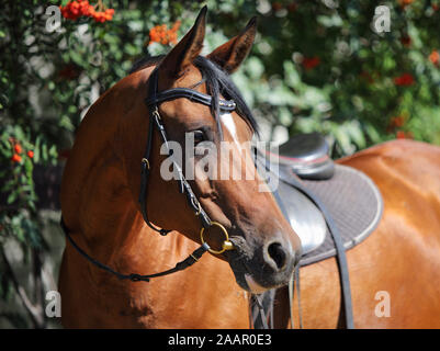 Portrait cheval arabe Bay dans la nature buissons verts contexte Banque D'Images