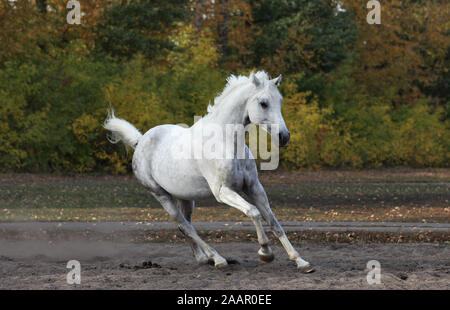 Cheval Arabe blanc galopant sur l'automne - paddock Banque D'Images