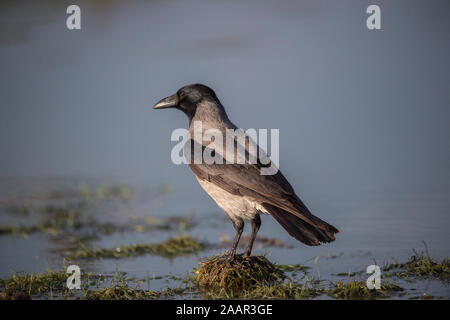 Hooded Crow (Corvus corone cornix) en hiver, le parc national de Hortobágy, Hongrie Banque D'Images