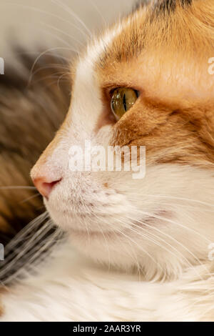 Close-up portrait of cat street race Shorthair Européenne Banque D'Images