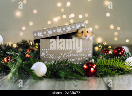 Un mignon petit hamster animaux poussant la tête en dehors d'un cadeau de Noël fort qui est assis sur les branches d'arbres de Noël et des décorations dans la photographie d'animaux de fête Banque D'Images