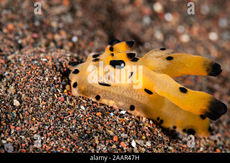 Thecacera sp, pikatchu, nudibranches, Tulamben Bali, Indonésie Banque D'Images