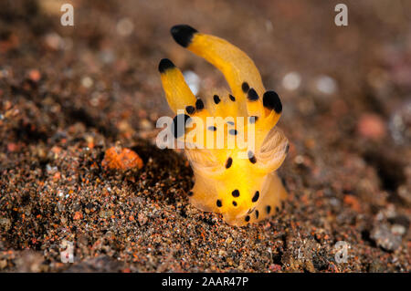 Thecacera sp, pikatchu, nudibranches, Tulamben Bali, Indonésie Banque D'Images