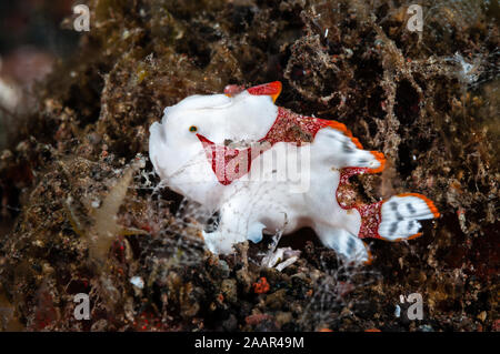 Poisson grenouille clown, juvénile, Antennarius maculatus, Tulamben, Bali, Indonésie Banque D'Images