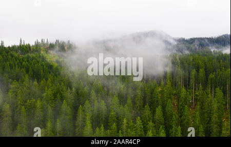 Photo panoramique au-dessus du pin ou sapin avec de petits nuages. Vue de dessus de l'antenne de la forêt. Misty Foggy Mountain Landscape with copy space Banque D'Images