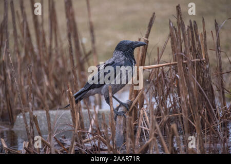 Hooded Crow (Corvus corone cornix) en hiver, le parc national de Hortobágy, Hongrie Banque D'Images