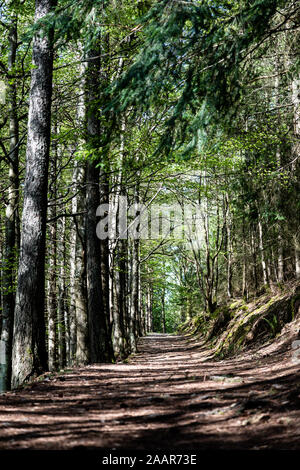 Avril 2019 Lake District. Dodd, Skiddaw et le lac Bassenthwaite (Photo : Tony Burgum) © Tony Burgum Banque D'Images