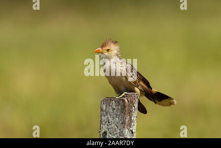 Close up d'un guira guira Guira cuckoo () perché sur un post en bois, Sud Pantanal, Brésil. Banque D'Images