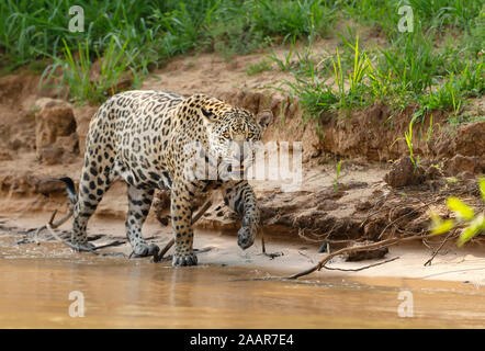 Gros plan d'une Jaguar walking sur une berge, Pantanal, Brésil. Banque D'Images