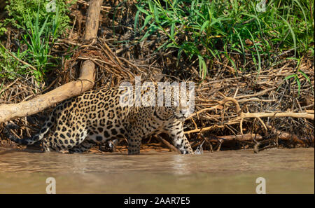 Gros plan d'une Jaguar walking dans l'eau, Pantanal, Brésil. Banque D'Images