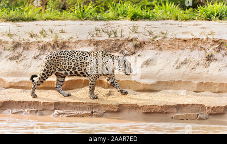 Gros plan d'une Jaguar walking sur une berge, Pantanal, Brésil. Banque D'Images