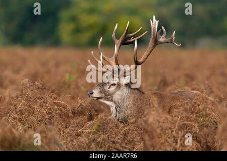 Close-up of red deer stag blessé durant la saison du rut en automne, au Royaume-Uni. Banque D'Images