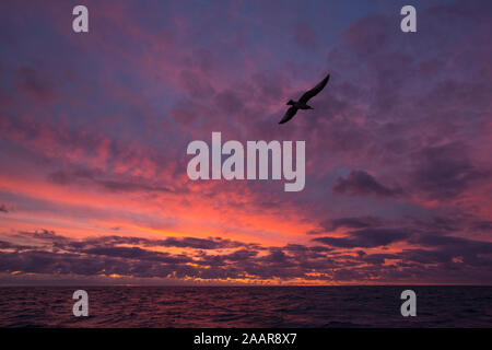 Une mouette silhoutted contre l'aube sur la Manche près de Brixham Devon England UK GO Banque D'Images