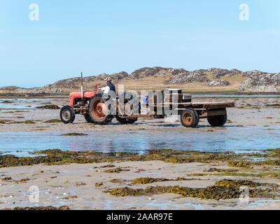 Vieux, rouge tracteur Massey Ferguson et de la remorque sur la plage près de la ferme ostréicole, le Strand, l'île de Colonsay, Ecosse, Royaume-Uni Banque D'Images